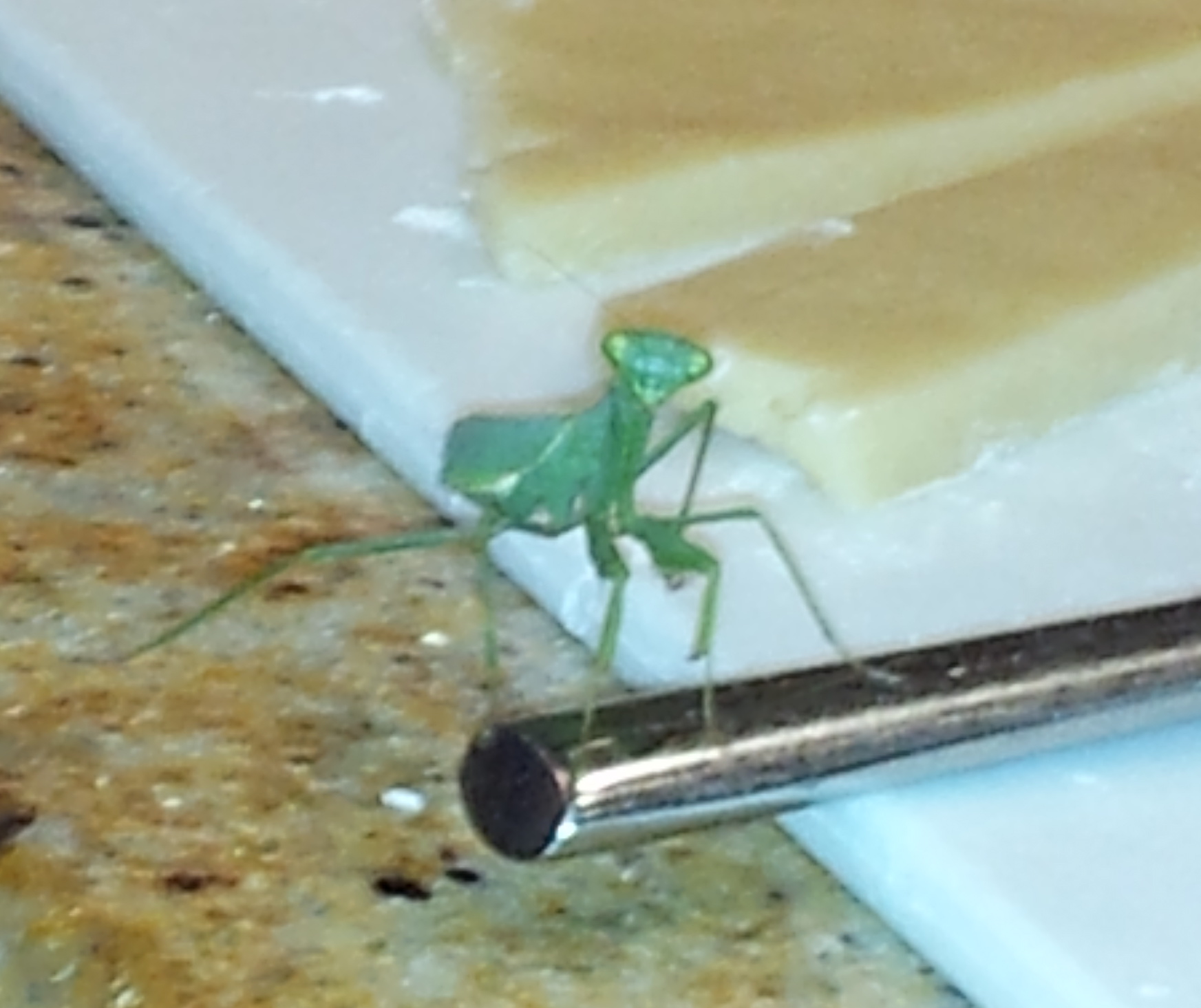 praying mantis seeing it and it follows me with its eyes